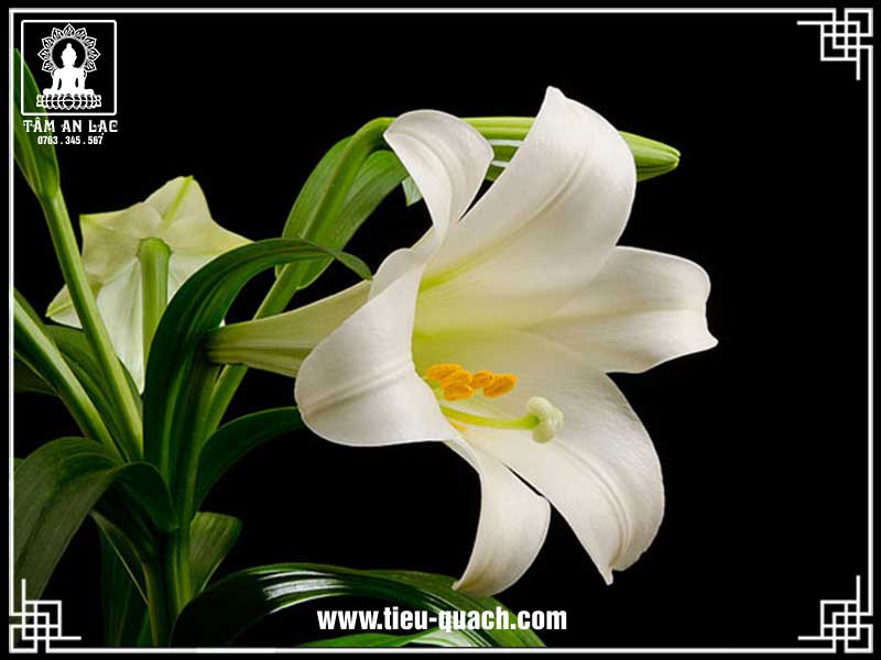 Ý nghĩa của hoa loa kèn trắng trong tang lễ