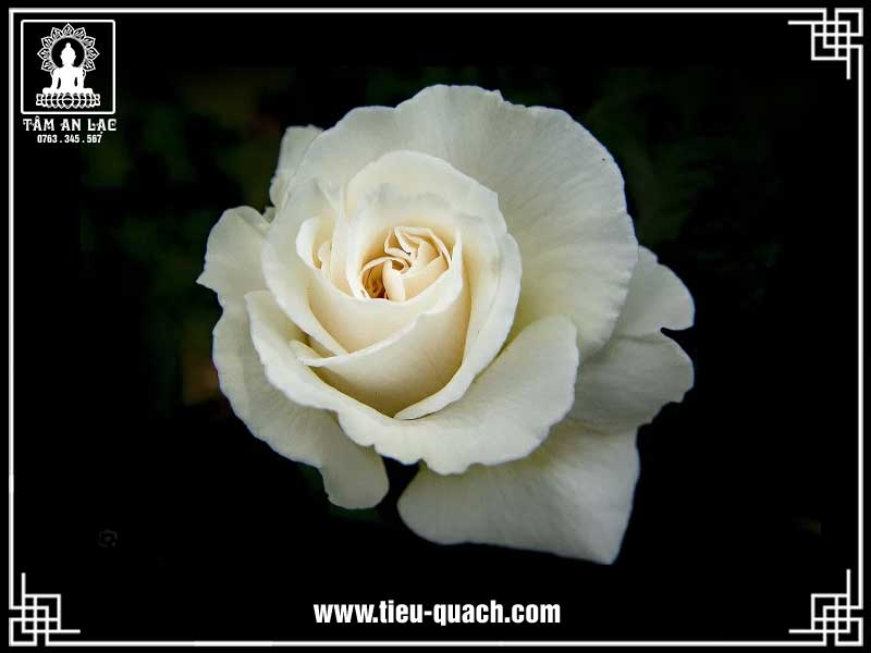 Ý nghĩa của hoa hồng trắng trong tang lễ